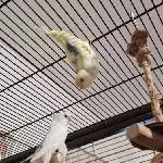 Fleckchen kopfüber