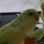 am Naschen