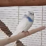 Bluey noch etwas schüchtern