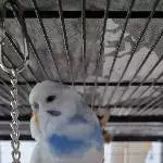 Bluey wird immer blauer