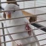 Snowy ist neugierig