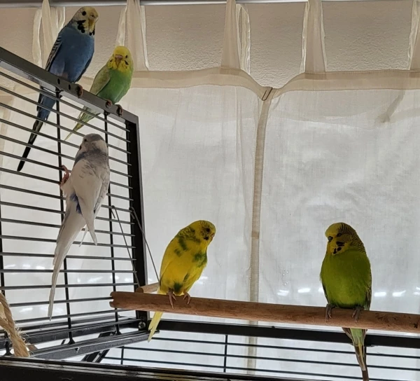 Wellensittich-Bild: Betty (Rainbow), Rosalie (blau),Benny (weiß-blau), Hanni (gelb-grün), Maxi (grün)