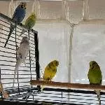 Betty, Rosalie, Benny, Hanni und Maxi 