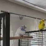 Maxi (ganz rechts, grün)
