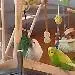 Album von Pixi