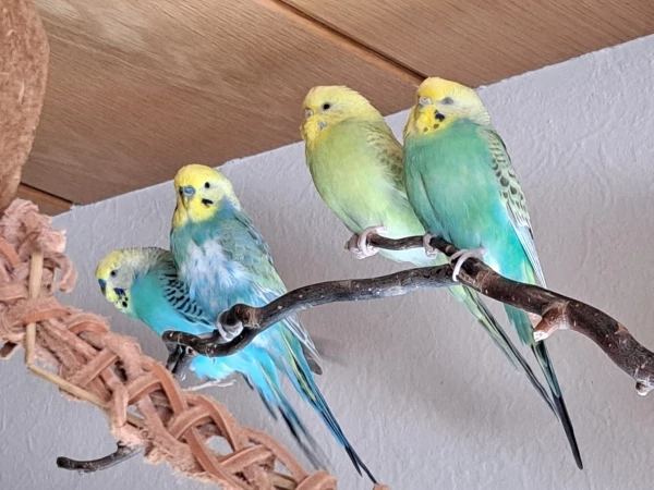 Wellensittich-Bild: Wir sind frisch auf Welli net beigetreten
Und stellen uns vor: von links nach rechts
Mogli, Balu, Sunny und leider vor kurzen verstorben Lilo.

