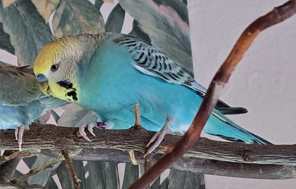 Wellensittich-Bild: Unser Fusselfresser ????