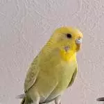 Gestatten:  Sunny 