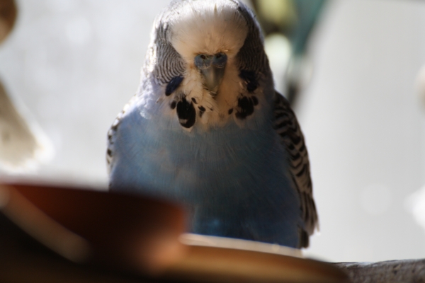 Oskar