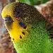 Pieps
