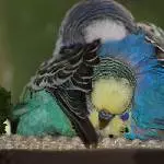 Thommy und Oskar