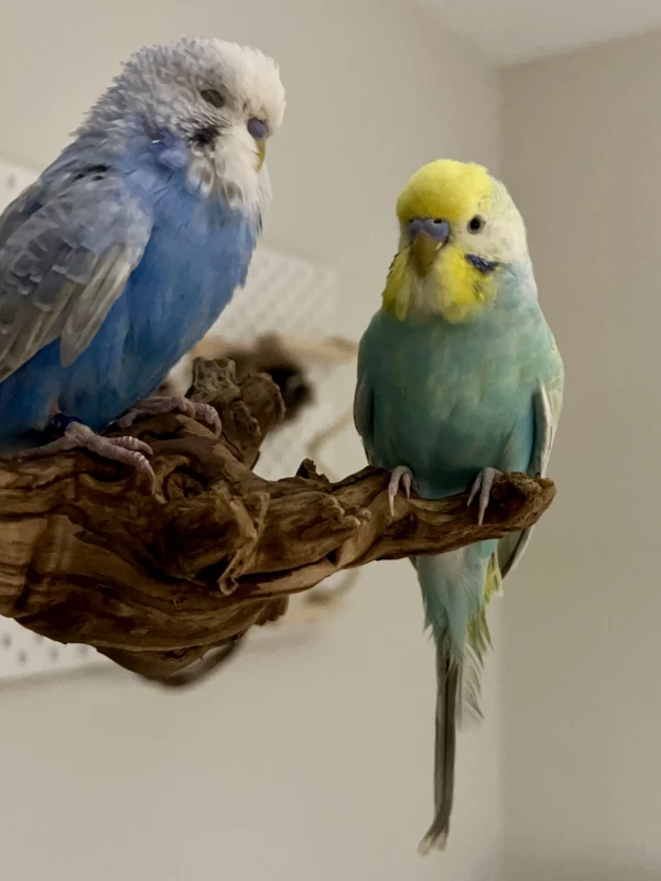 Wellensittich-Bild: Lilly und Bobby