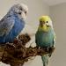 Lilly und Bobby sitzen auf dem Baum