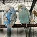 Bobby und Lilly