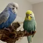Lilly und Bobby sitzen auf dem Baum