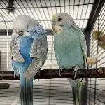 Bobby und Lilly
