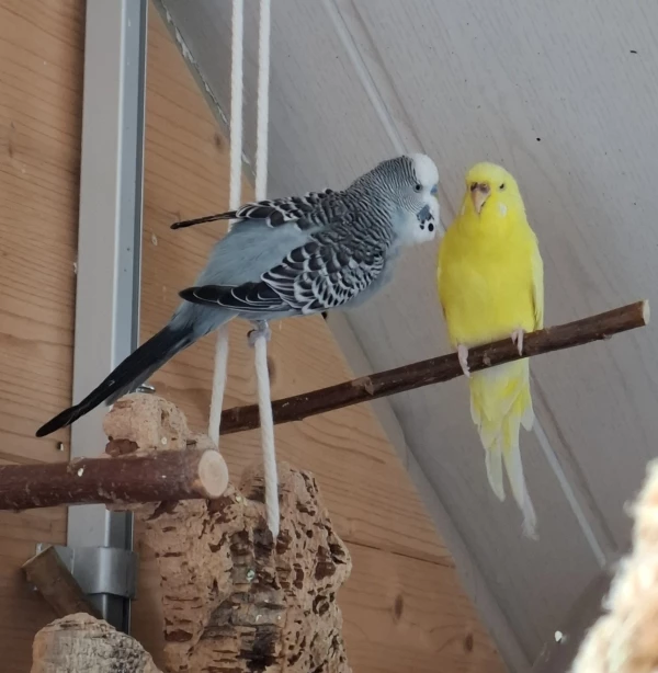 Wellensittich-Bild: Vayu turnt zu Delia die ihn nicht neben sich möchte.
