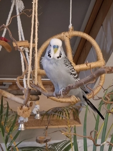 Wellensittich-Bild: Vayu sitzt Abends auf einem Weinrebenzweig und beobachtet die anderen.