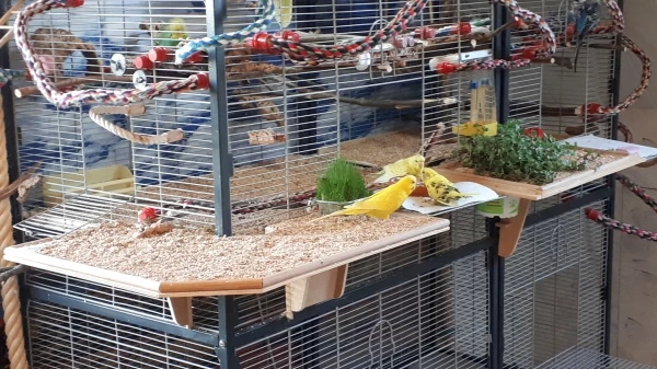 Wellensittich-Bild: Elia ca. 8, Odin 13 und Juno ca. 8Jahre (v.L.)
beim frühen Abendessen. Alle drei sind 2023
leider an Tumoren verstorben.