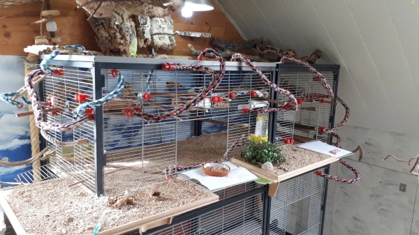 Wellensittich-Bild: Mein Vogelkäfig im Vogelzimmer
Ausgang von Morgens bis Abends.
