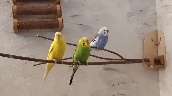 Wellensittich-Bild: Malina, Aluna und Phoebe.
Malina und Aluna sind neu aus dem Tierheim
, kannten sich aber vorher schon. Phoebe 
ist schon länger da und bleibt erst mal reserviert.
