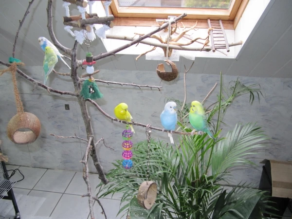 Wellensittich-Bild: Luna, Calypso, Sunny, Amun und Apollo 2009. Meine Erste, Pauly ist leider nicht im Bild.
Apollo wurde über 12,5 Jahre und starb 2021 als letztes meiner ersten Wellis.