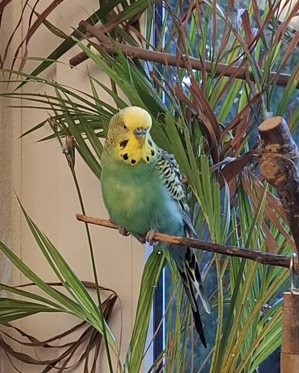 Kanoa im Grünen