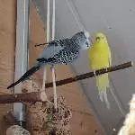 Akrobat am Seil