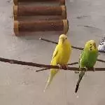 Hennentrio