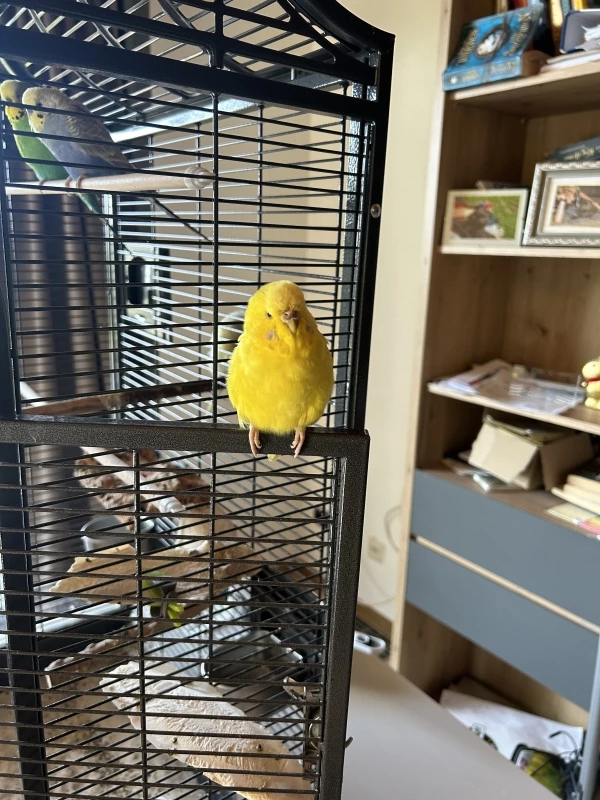 Wellensittich-Bild: Das kleine Zitrönchen sitzt auf der Tür.