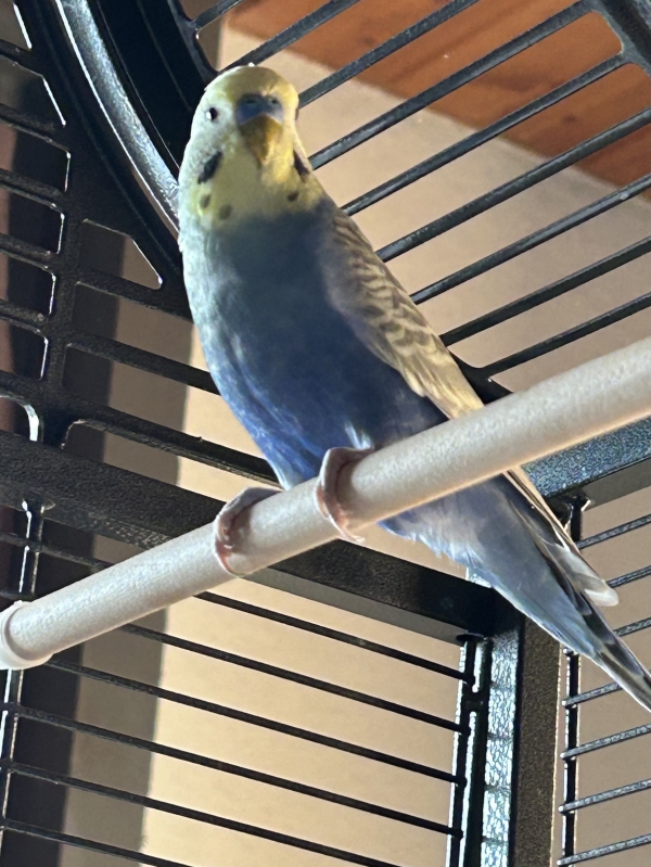 Teo