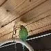 Willi