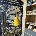 Zitrönchen auf der Tür