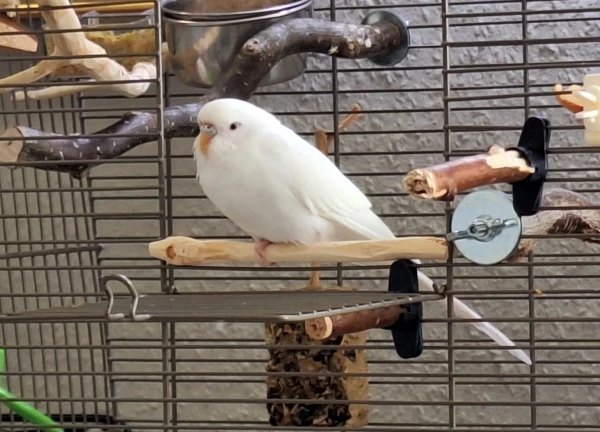 Wellensittich-Bild: Pitty