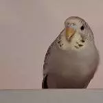 Bauz Profil