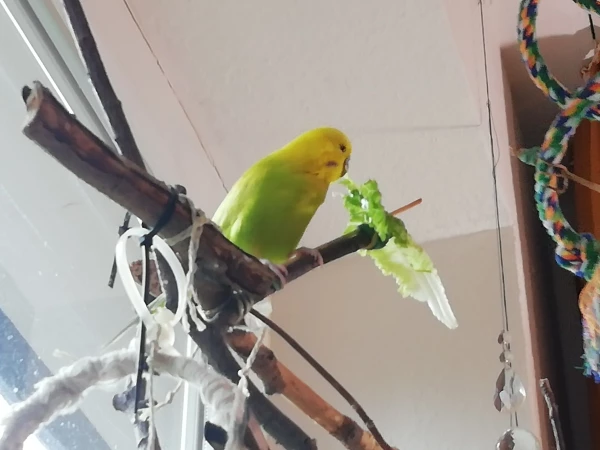 Wellensittich-Bild: Ich zeig Coco wie lecker schmecker dieses Grünzeug hier ist!