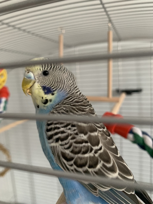 Leo