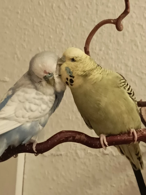 Wellensittich-Bild: Hein Mük ist ein wirklich sehr sozialer Hahn, der immer neue Mitglieder als erstes begrüßt, und auch kranken Freunden in schwersten Stunden zur Seite stand.
Gretchen ist von Natur aus an die besten Plätze und Futter-Vorrang  gewöhnt. Schön das auch  sie ihm das Gefieder pflegt!