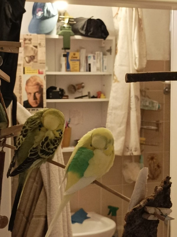 Wellensittich-Bild: Doerthe und Gretchen im Schlummermodus. Komischer weise benimmt die gelbe Henne (Doerthe) sich eigentlich nicht typisch damenhaft .In bald 4½ Jahren zeigte sie noch nie wirklich Brutlaune oder schredderte. Vom ihrem Verhalten Menschen gegenüber sehr scheu!