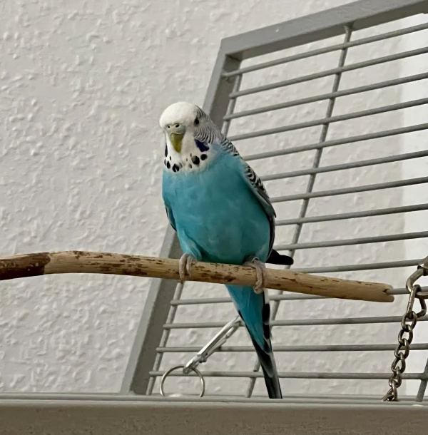 Wellensittich-Bild: Ophelia (6,5 J.) sucht ein neues Zuhause!
