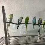 Herrliche Truppe