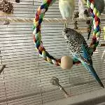 Ophelia als Jungvogel