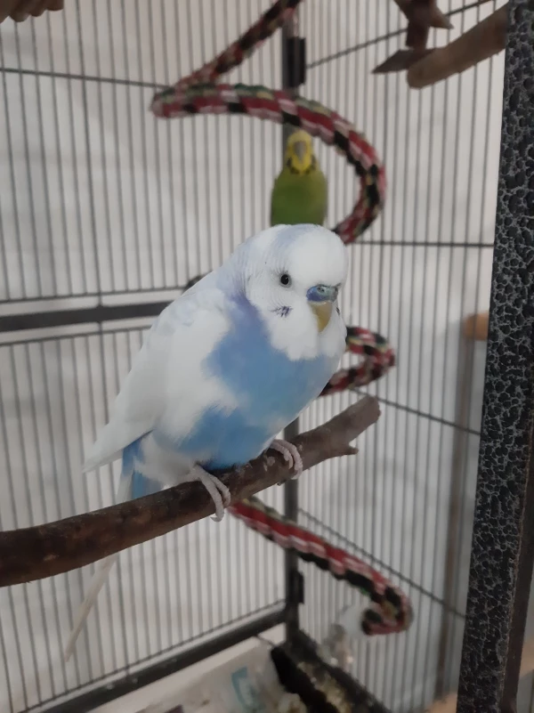 Wellensittich-Bild: Mein aufgewecktes (manchmal sehr chaotisches) Welli-Männchen

Immer am quatschen oder irgendwo Chaos veranstalten. Flog mir in einem Urlaub zu und ist seither geliebtes Mitglied der Truppe :)