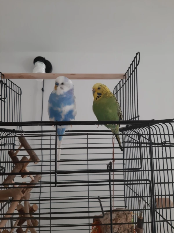 Wellensittich-Bild: Ayu und Shery kennen sich bereits seit ca 1,5 Jahren.
Beim ersten Treffen war die kleine lady zwar reichlich genervt von dem aufdringlichen Ayu, inzwischen sind die zwei aber ein offizielles Paar und pflegen eine innige Hass-Liebe