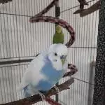 Ayu, ca 3 Jahre alt