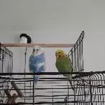 Ayu und Shery, einträchtig zusammen