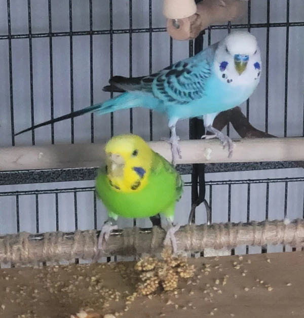 Wellensittich-Bild: Missy ist die Neugierige und ist immer die Erste an der Hirse. Wenn Bubi auch etwas abhaben will, schnattert sie und er ..kuscht und wartet erst mal ab.