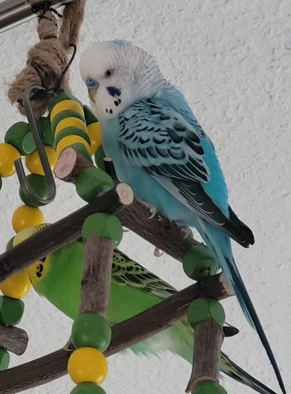 Wellensittich-Bild: Es hat ca. eine Woche gedauert, bis meine zwei Racker es angenommen haben. Erst mussten die MONSTER vertrieben werden ???ein Stückchen Hirse leistete gute Arbeit ????