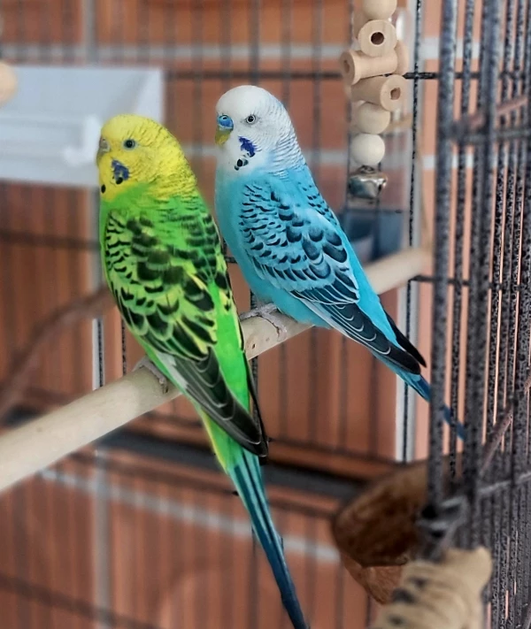Wellensittich-Bild: Das ist Missy und ihr Bubi.
Beide bringen mehr Spaß und Freude in unser Leben.
Sind sie nicht putzig !? 