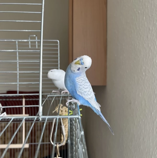 Wellensittich-Bild: Paulchen sieht zum ersten Mal eine Kamera und guckt schief.